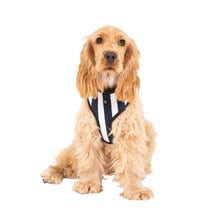 Hamptons Stripe Dog Harness